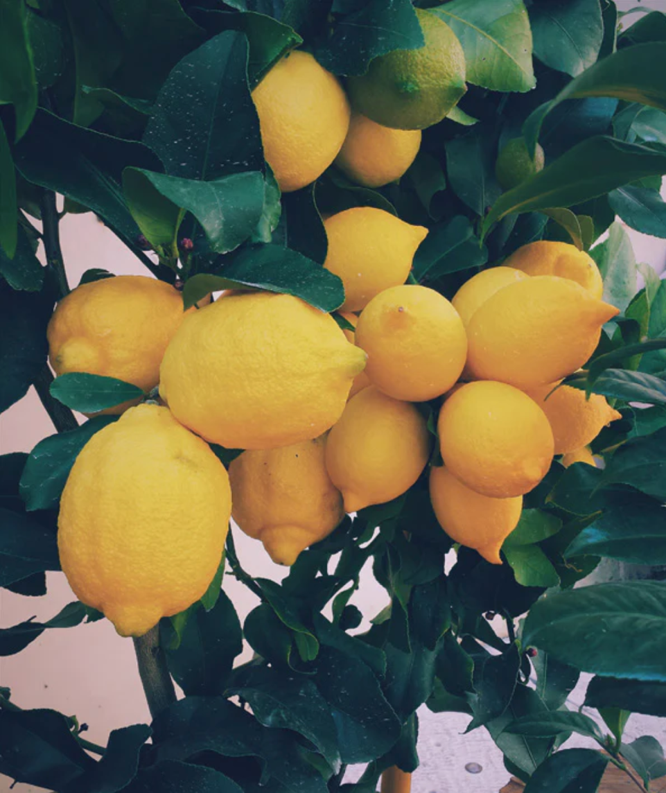 Healthy Eating: Recipes for a Fresh Take on Thanksgiving